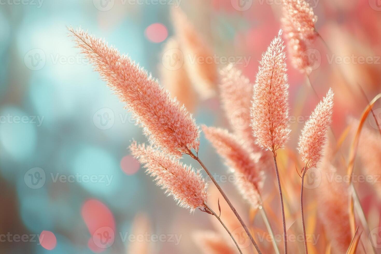 Delicate pink grasses against a soft, dreamy background. photo