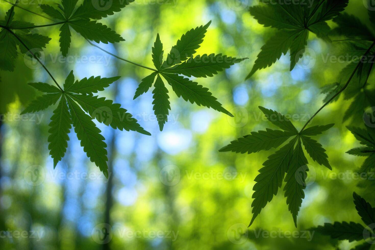 Green leaves against a blurred forest background. photo