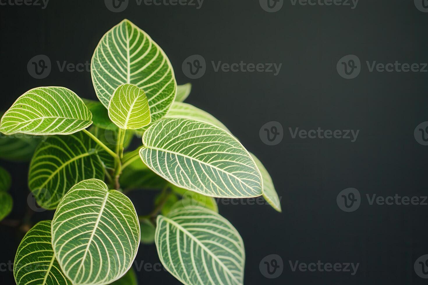 Green leaves with intricate patterns against a dark background. photo