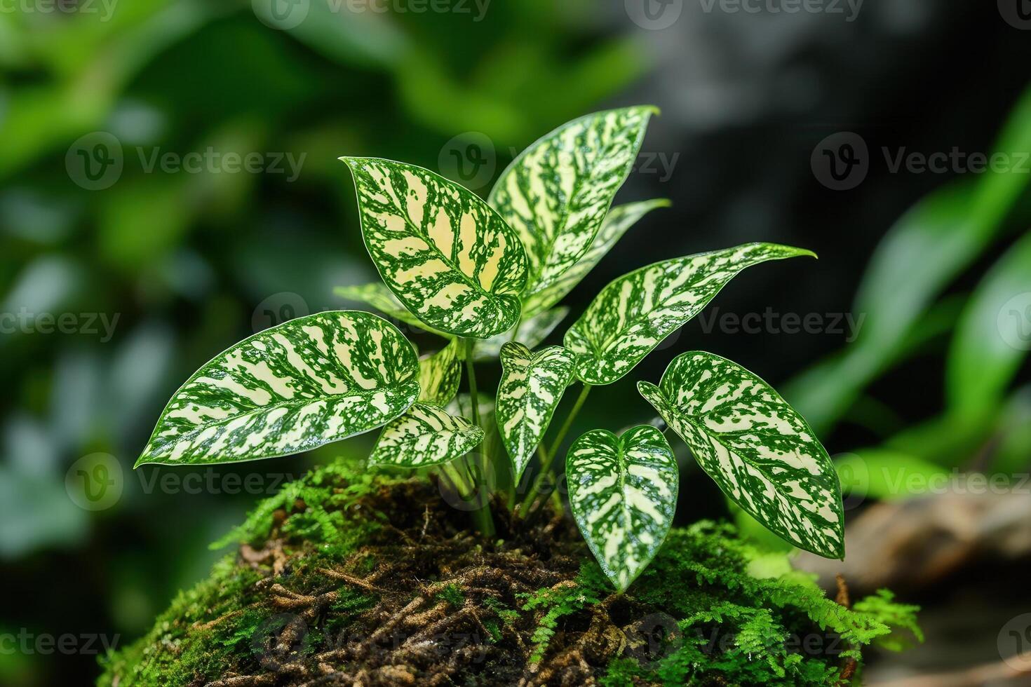 Green plant with patterned leaves on mossy surface. photo