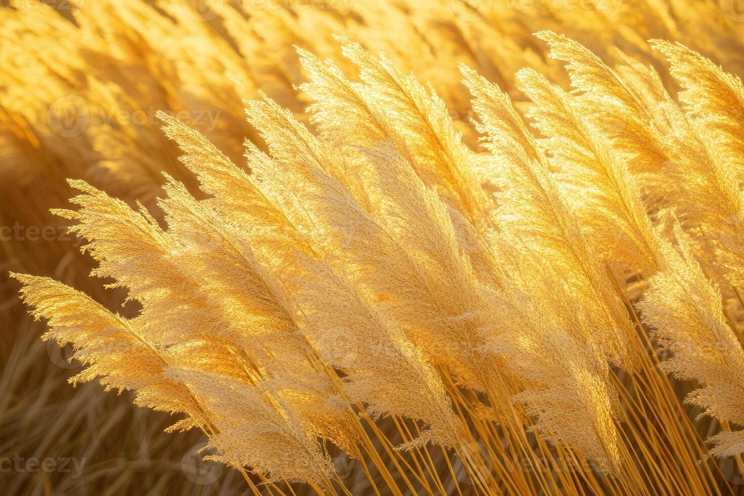 Golden pampas grass swaying in warm sunlight. photo