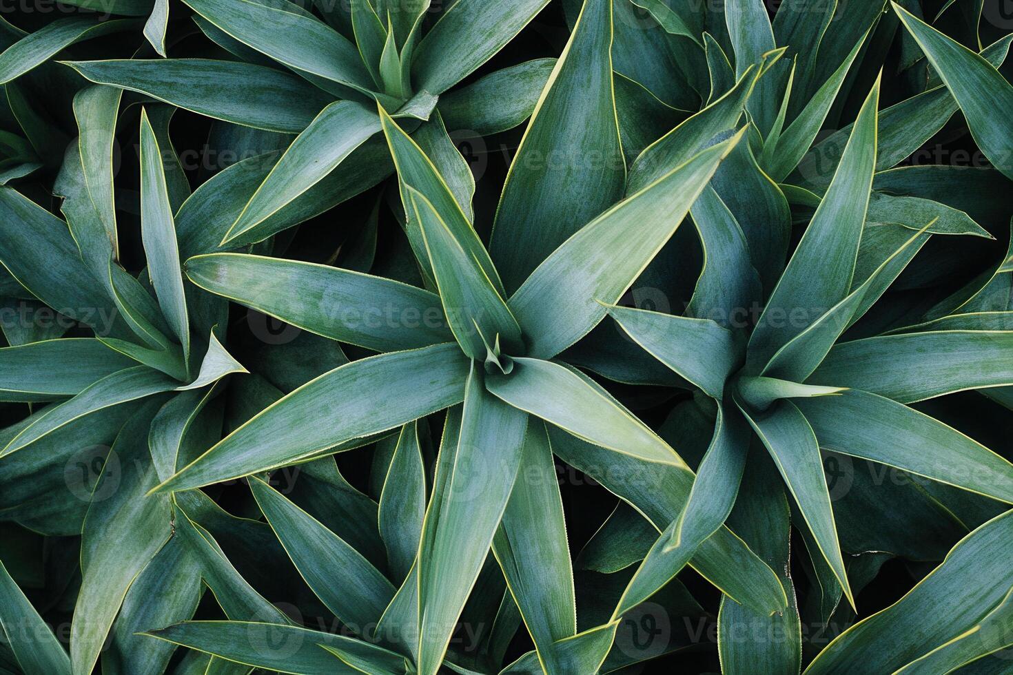 Lush green agave plants with sharp, pointed leaves. photo