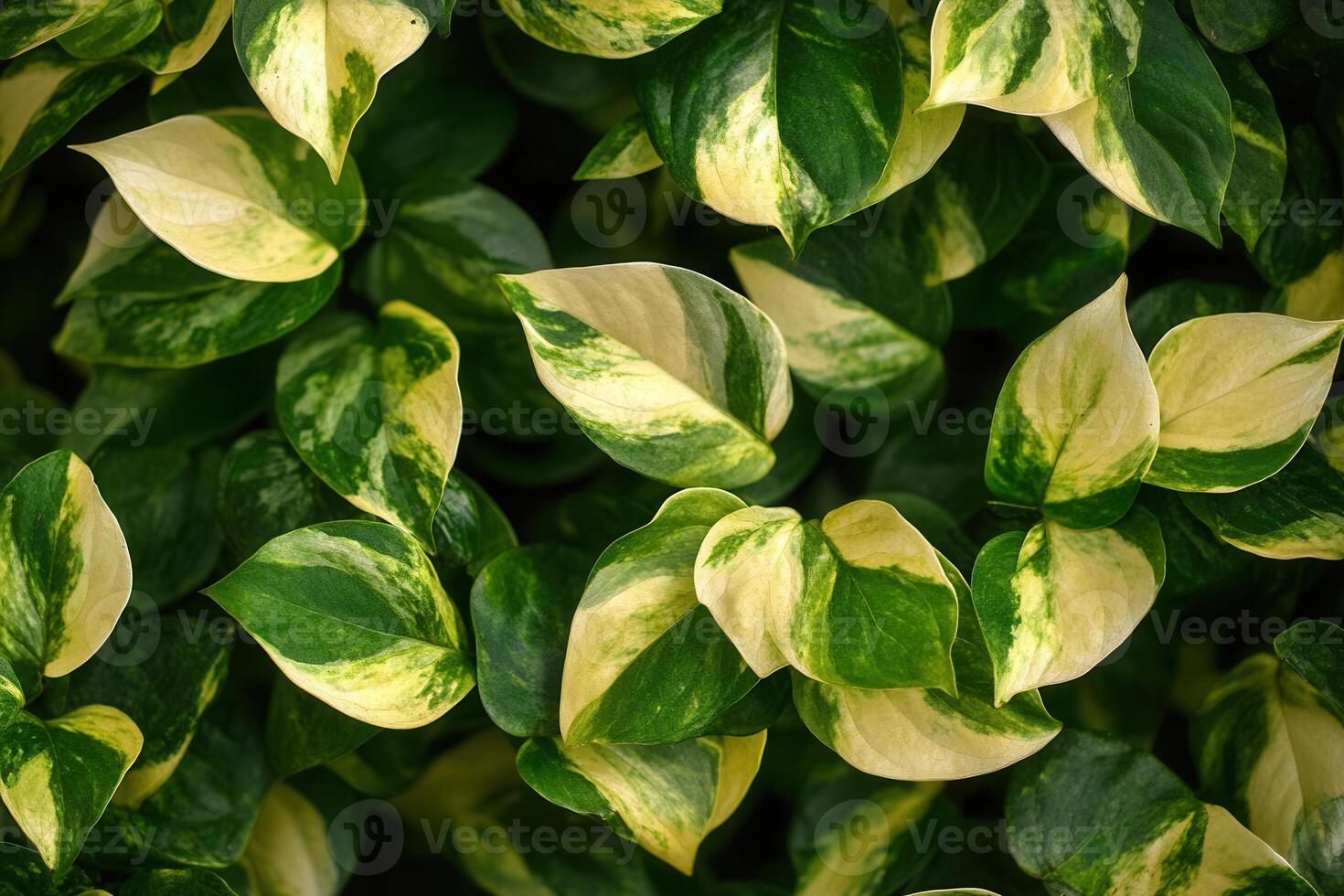Lush green and variegated leaves create a vibrant foliage. photo
