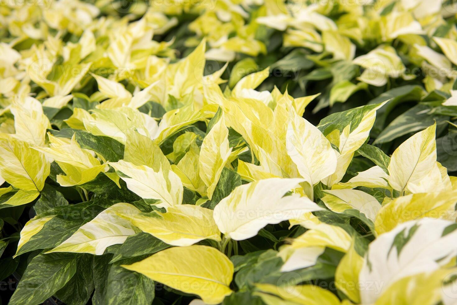 Lush green and variegated leaves in a vibrant display. photo