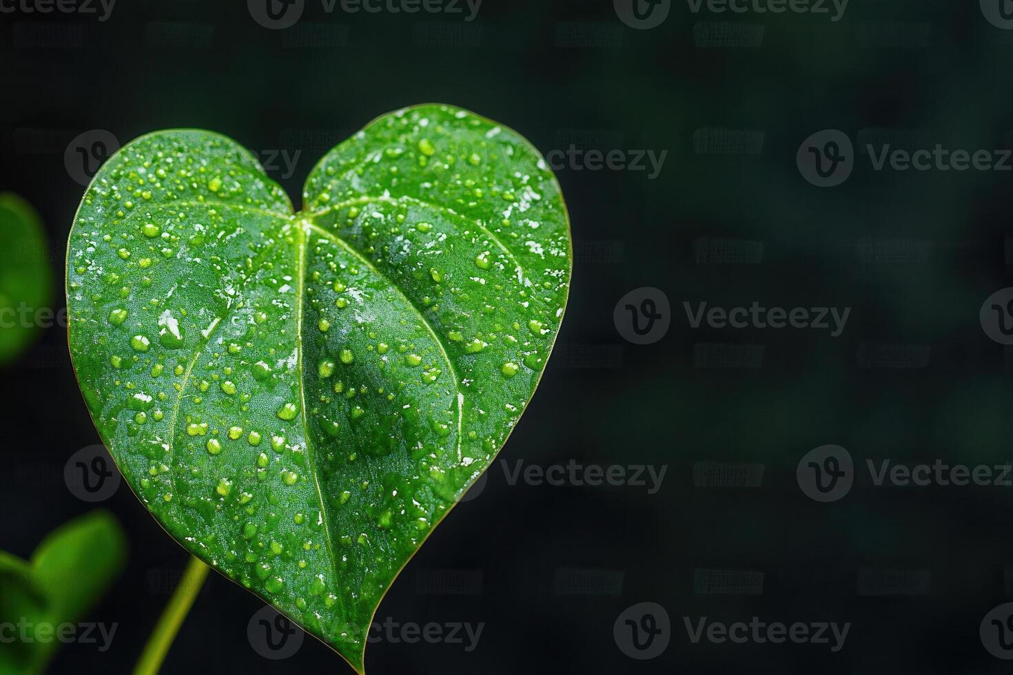 Heart-shaped leaf with water droplets on a dark background. photo