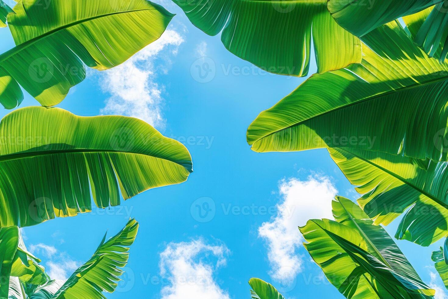 Lush green leaves framing a bright blue sky. photo
