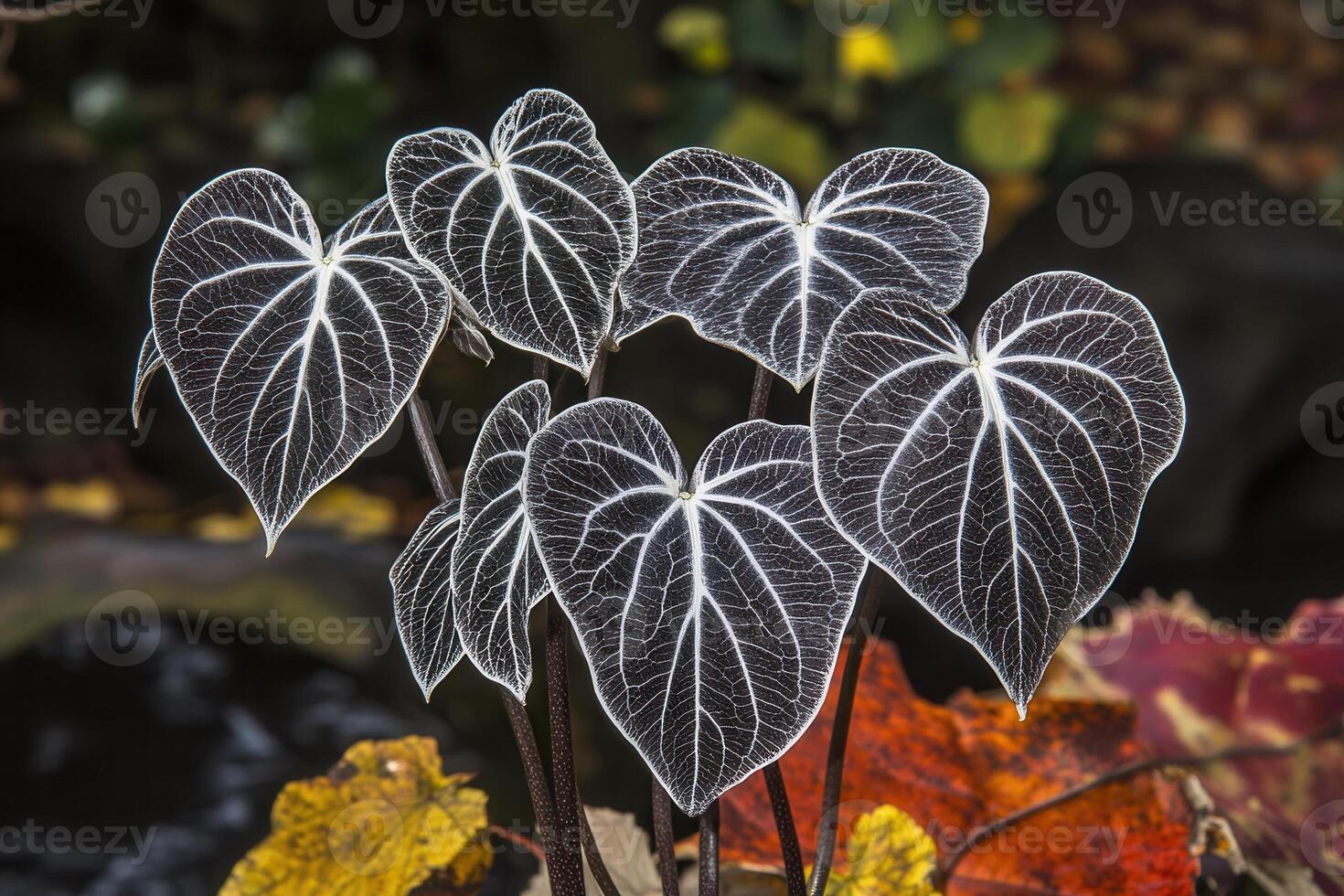 Heart-shaped leaves with intricate white veins. photo