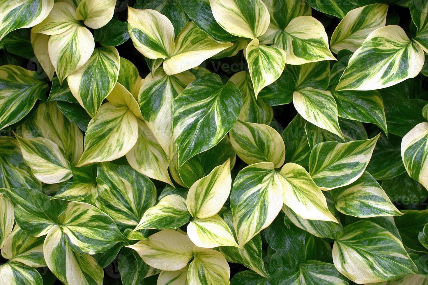 Lush green and variegated leaves create a vibrant display. photo