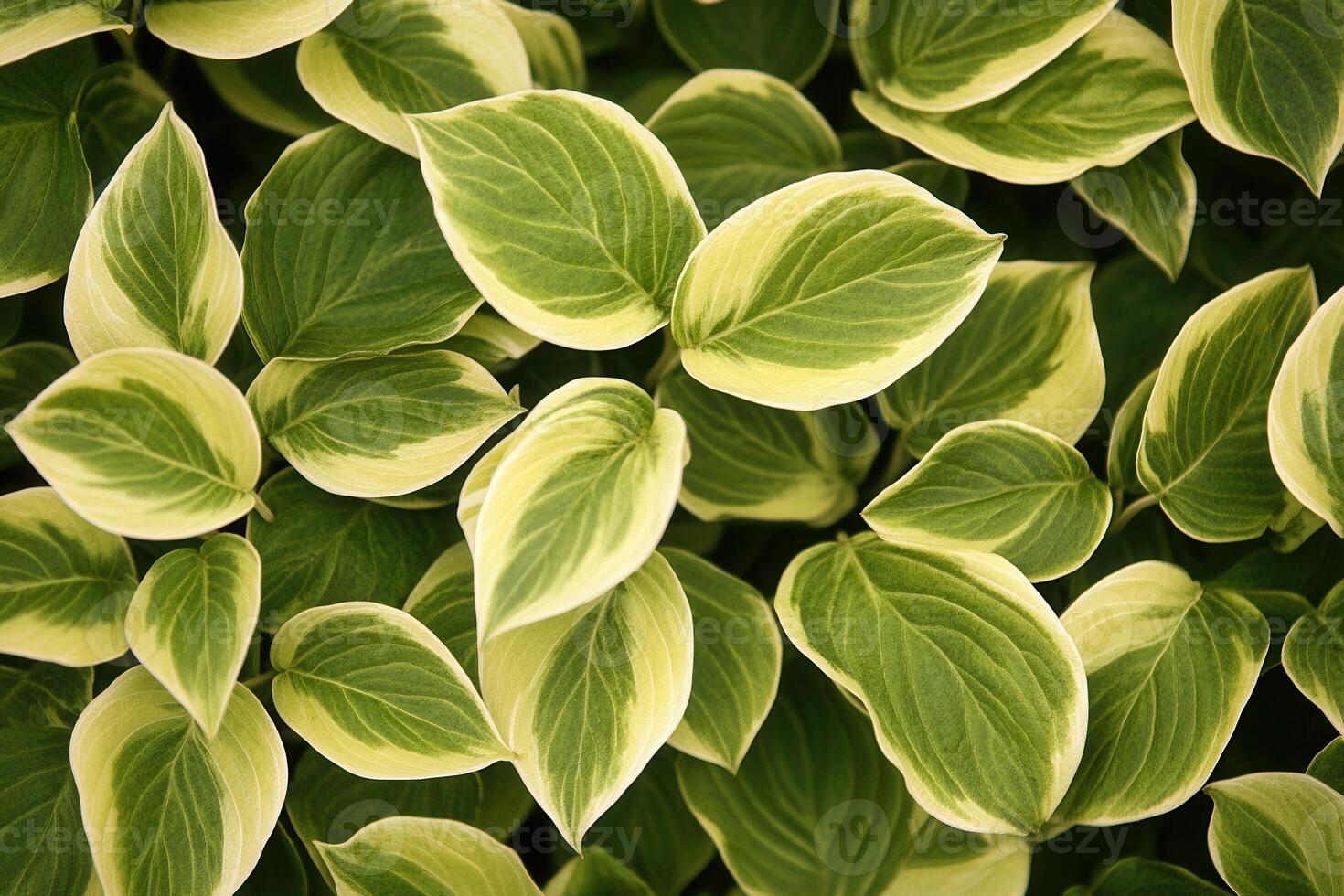 Lush green and variegated leaves create a vibrant pattern. photo