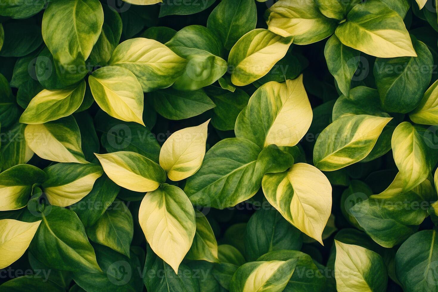 Lush green and yellow leaves create a vibrant foliage pattern. photo