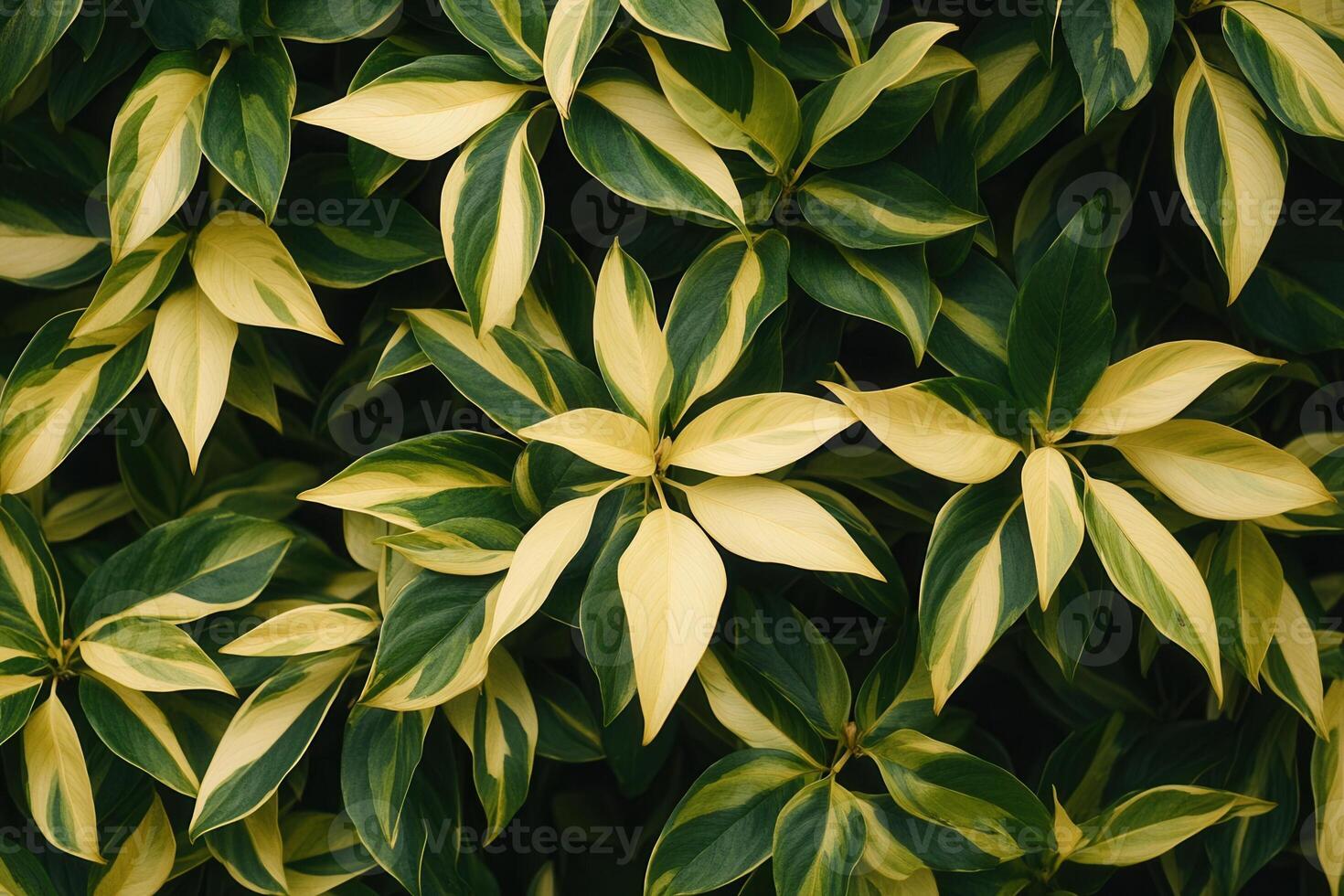Lush green and yellow leaves creating a vibrant pattern. photo