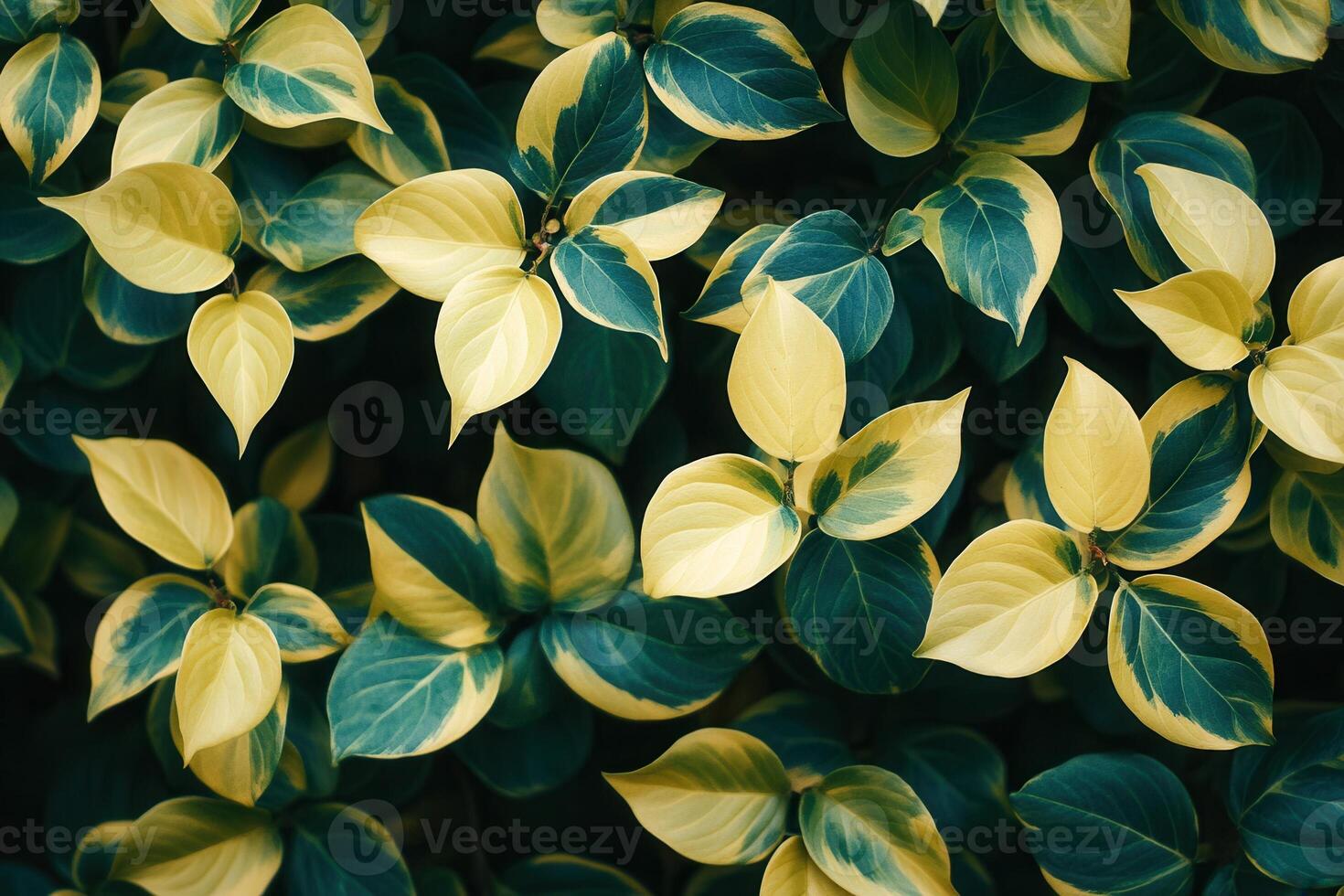 Lush green and yellow leaves creating a vibrant pattern. photo