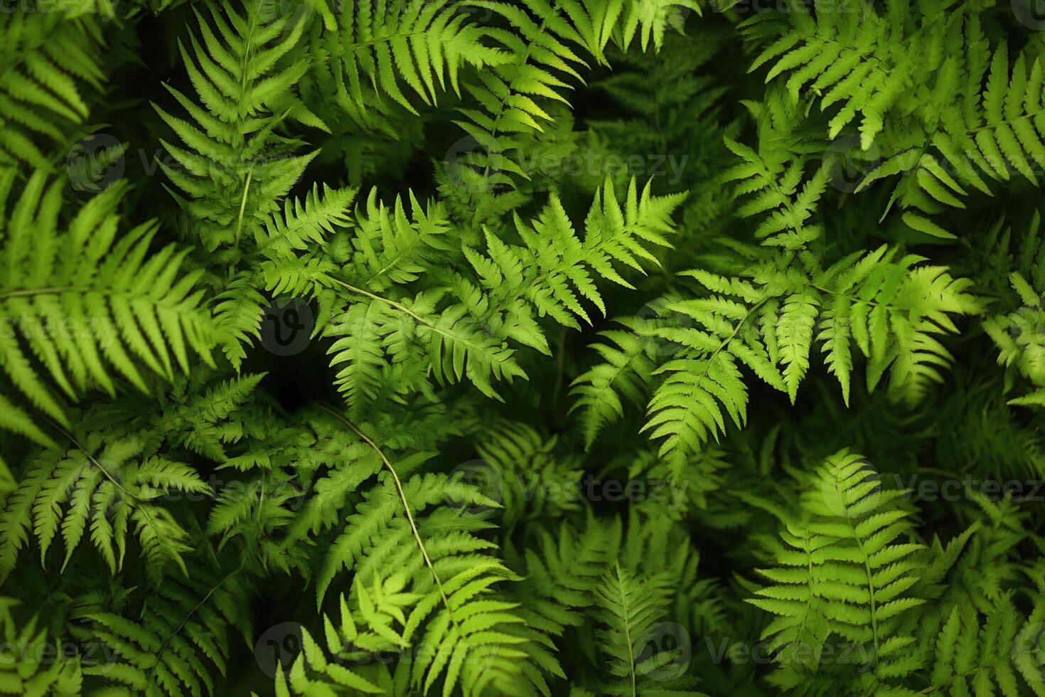 Lush green ferns creating a dense, vibrant foliage. photo