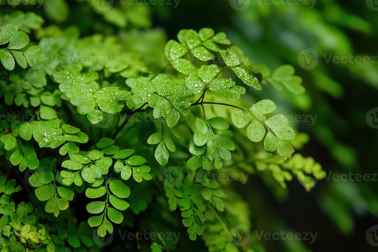 Lush green ferns with droplets of water. photo