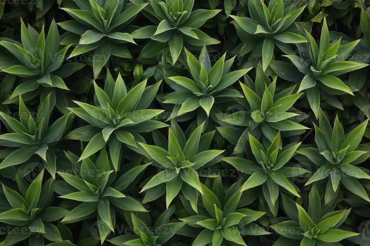 Lush green foliage arranged in a symmetrical pattern. photo