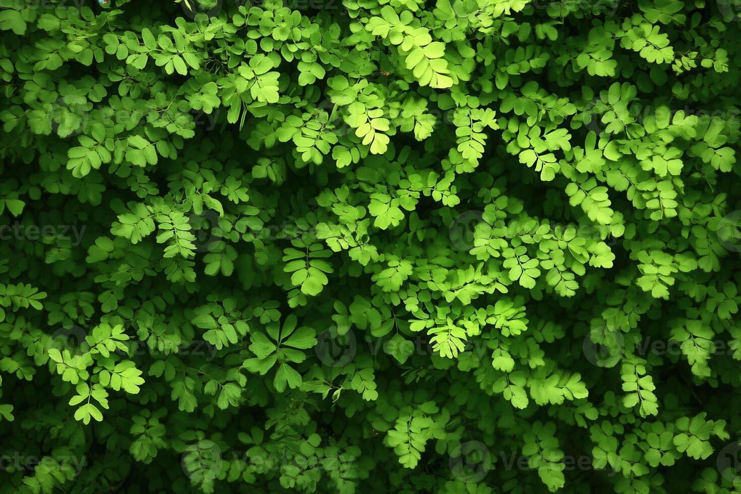 Lush green foliage creates a vibrant natural backdrop. photo