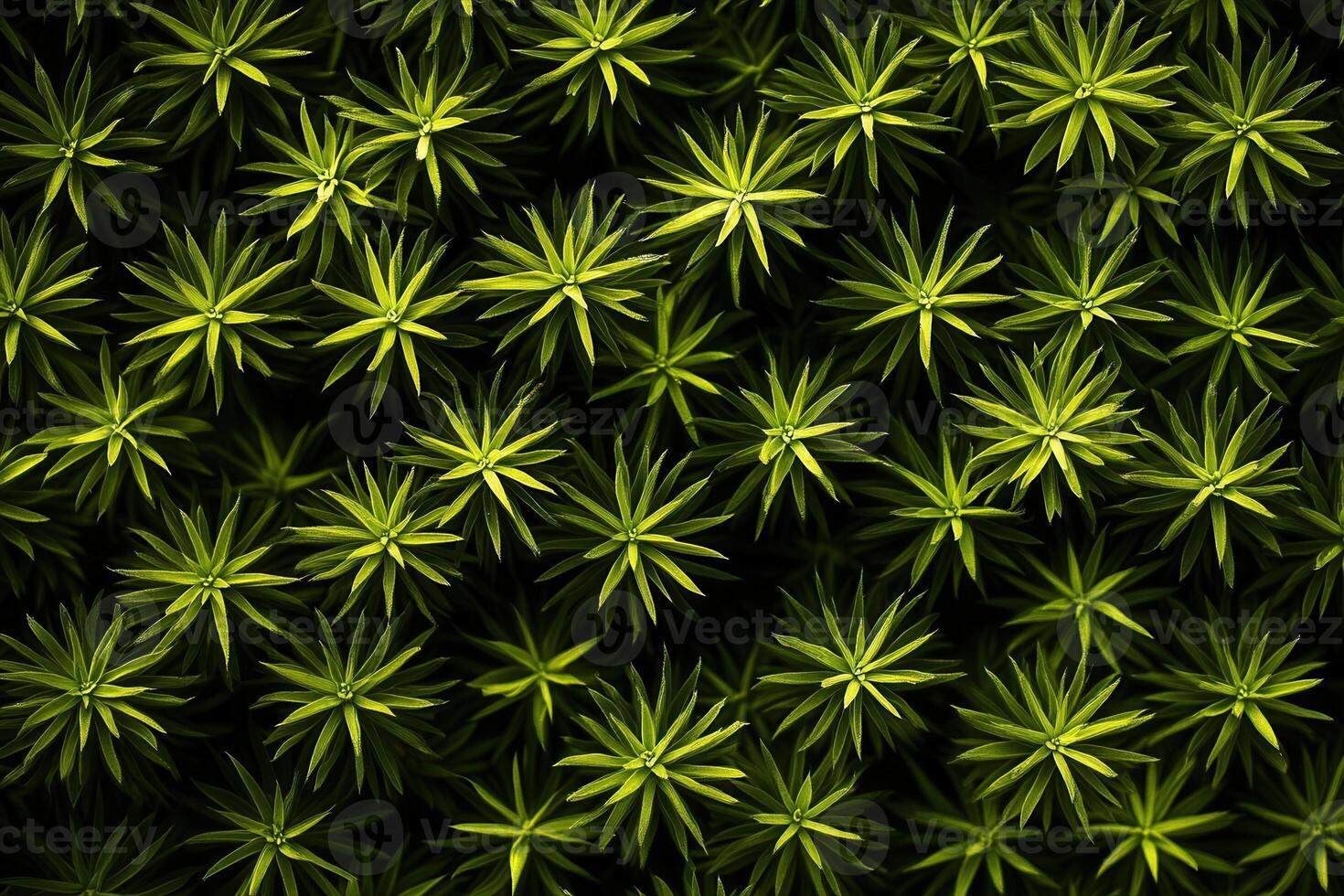 Lush green foliage creating a vibrant, natural pattern. photo