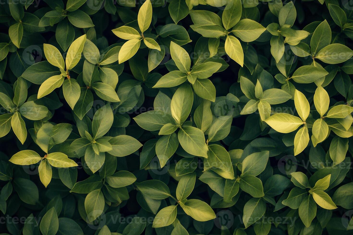 Lush green leaves creating a vibrant, natural pattern. photo
