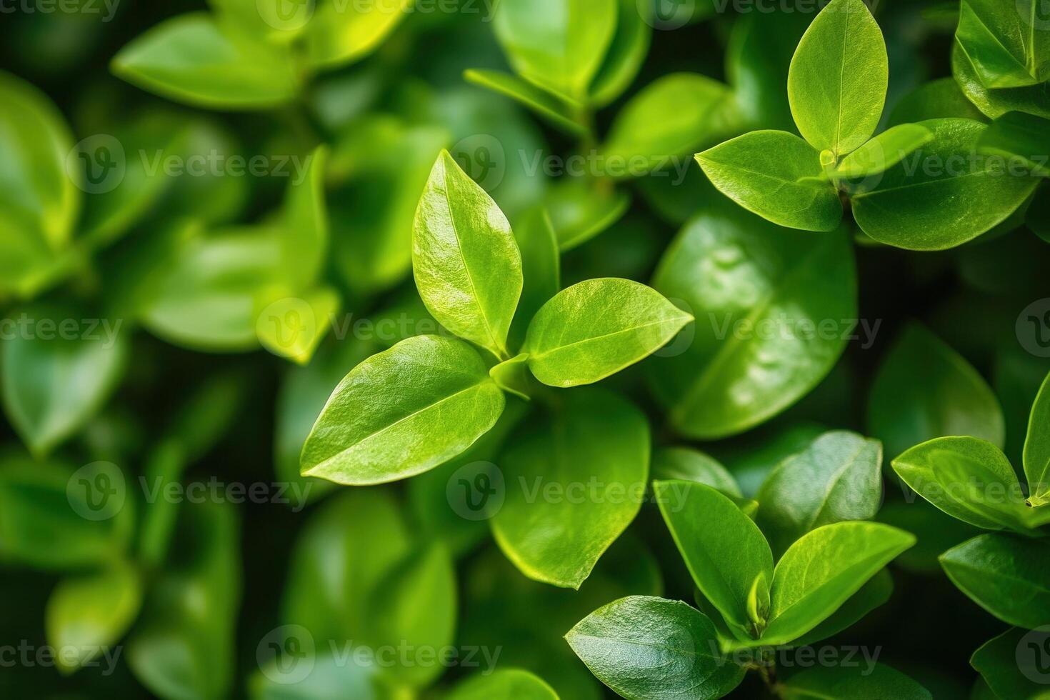 Lush green leaves creating a vibrant, natural backdrop. photo