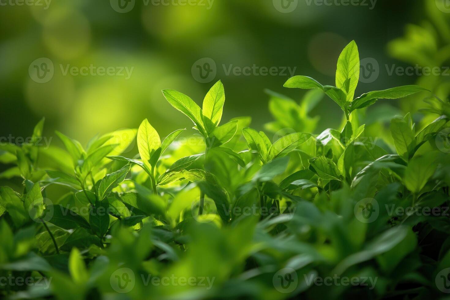 Lush green leaves illuminated by soft sunlight. photo