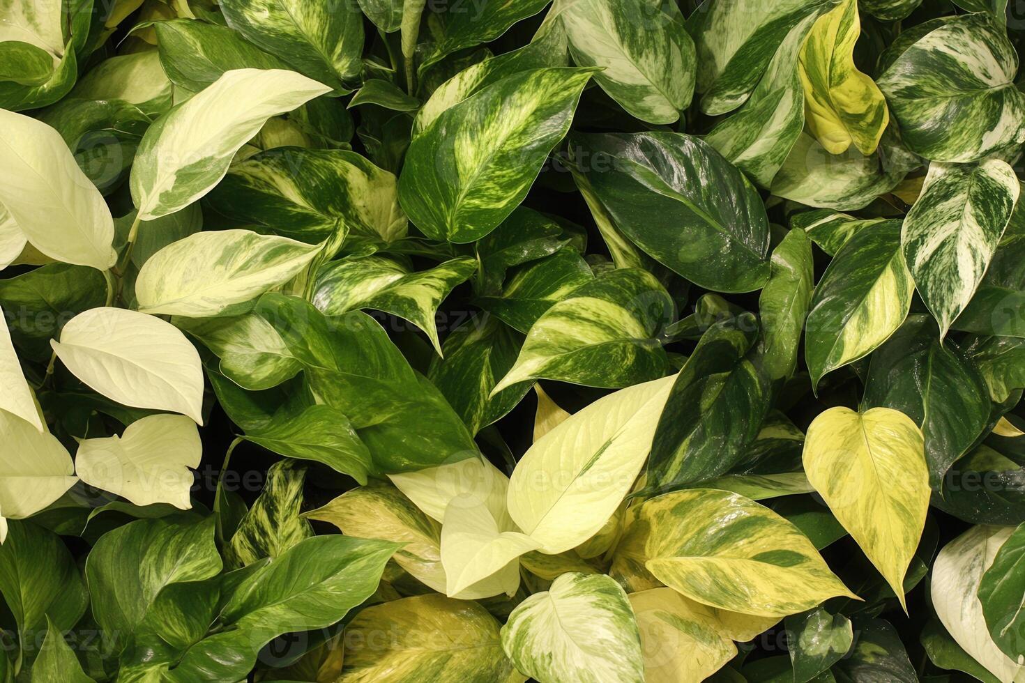 Lush green leaves in various shades and patterns. photo