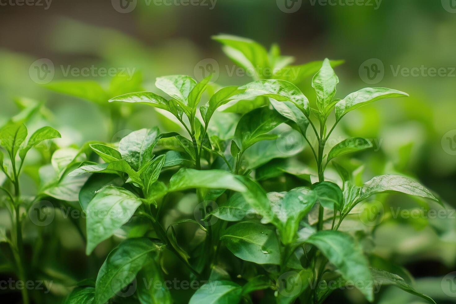 Lush green leaves of a growing plant in soft focus. photo