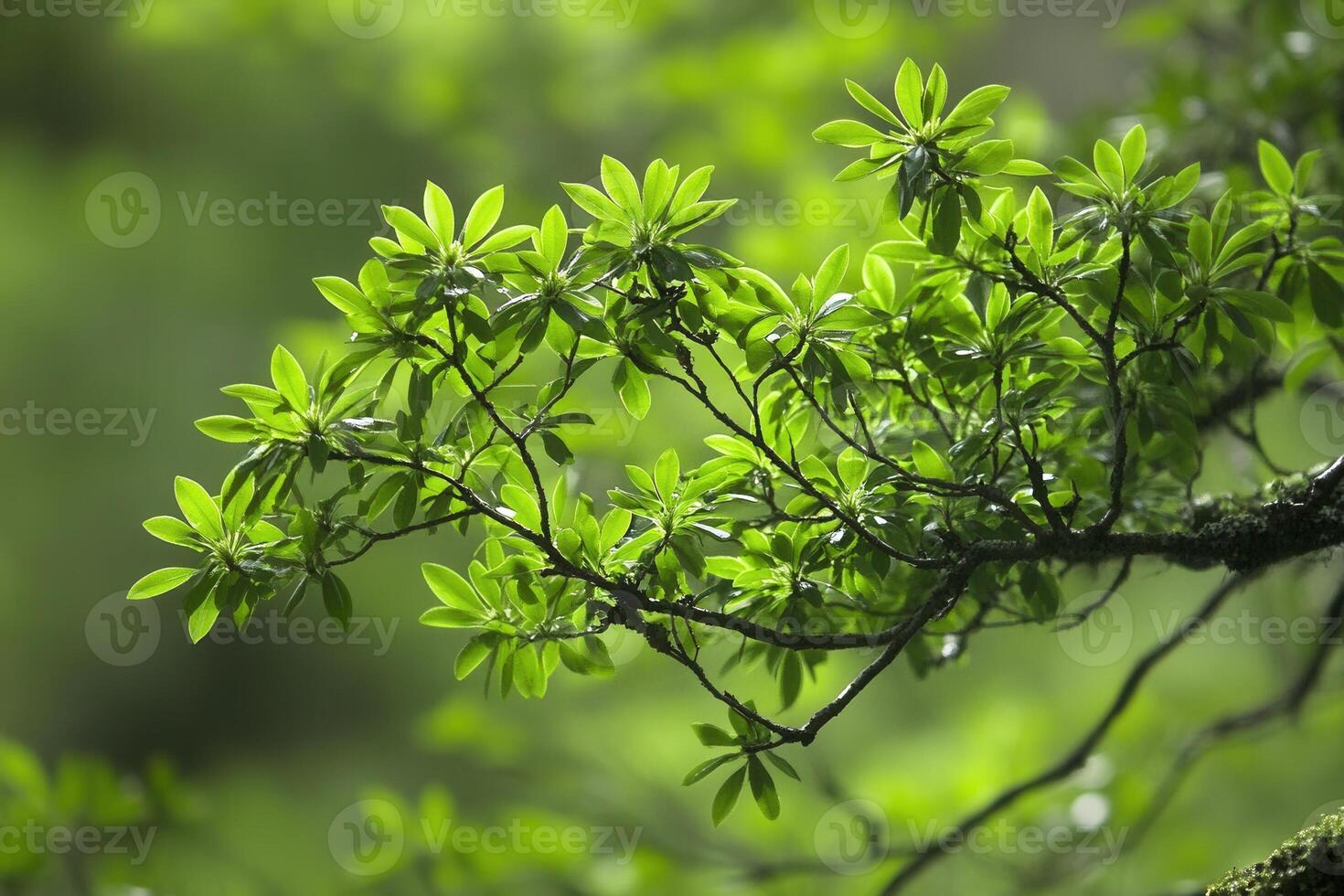 Lush green leaves on a branch in a natural setting. photo