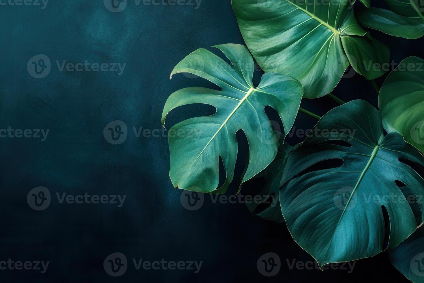 Lush green leaves on a dark background. photo