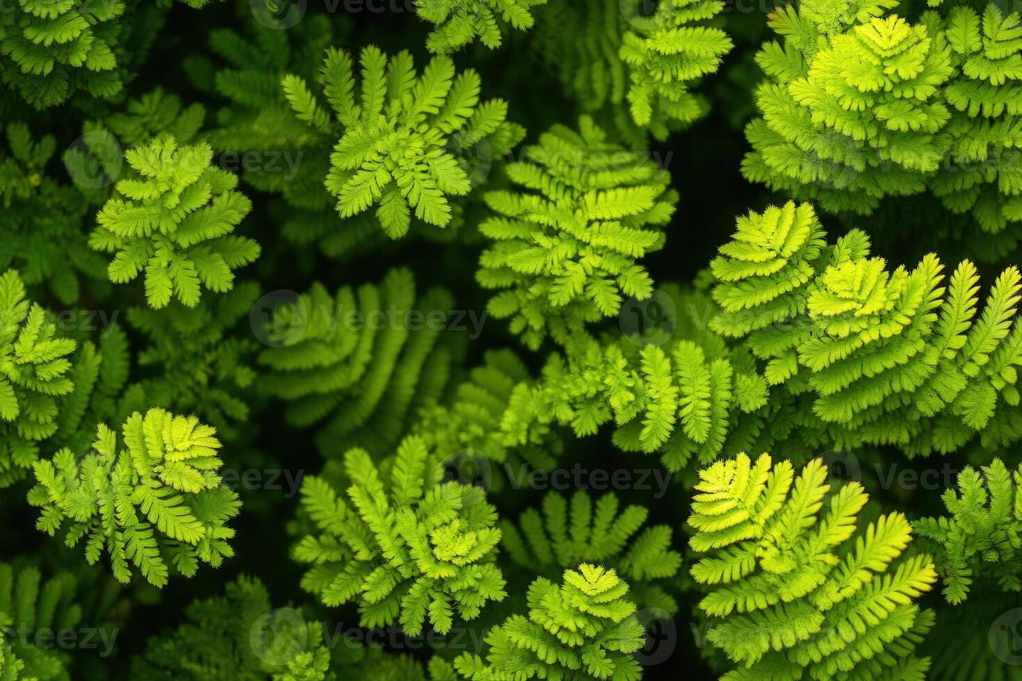 Lush green fern leaves creating a vibrant natural pattern. photo