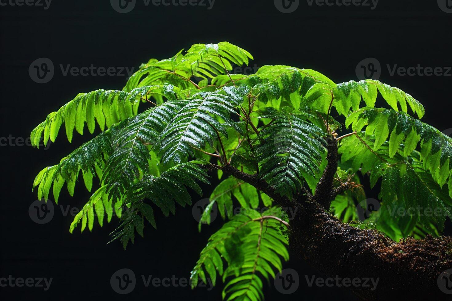 Lush green fern leaves against a dark background. photo