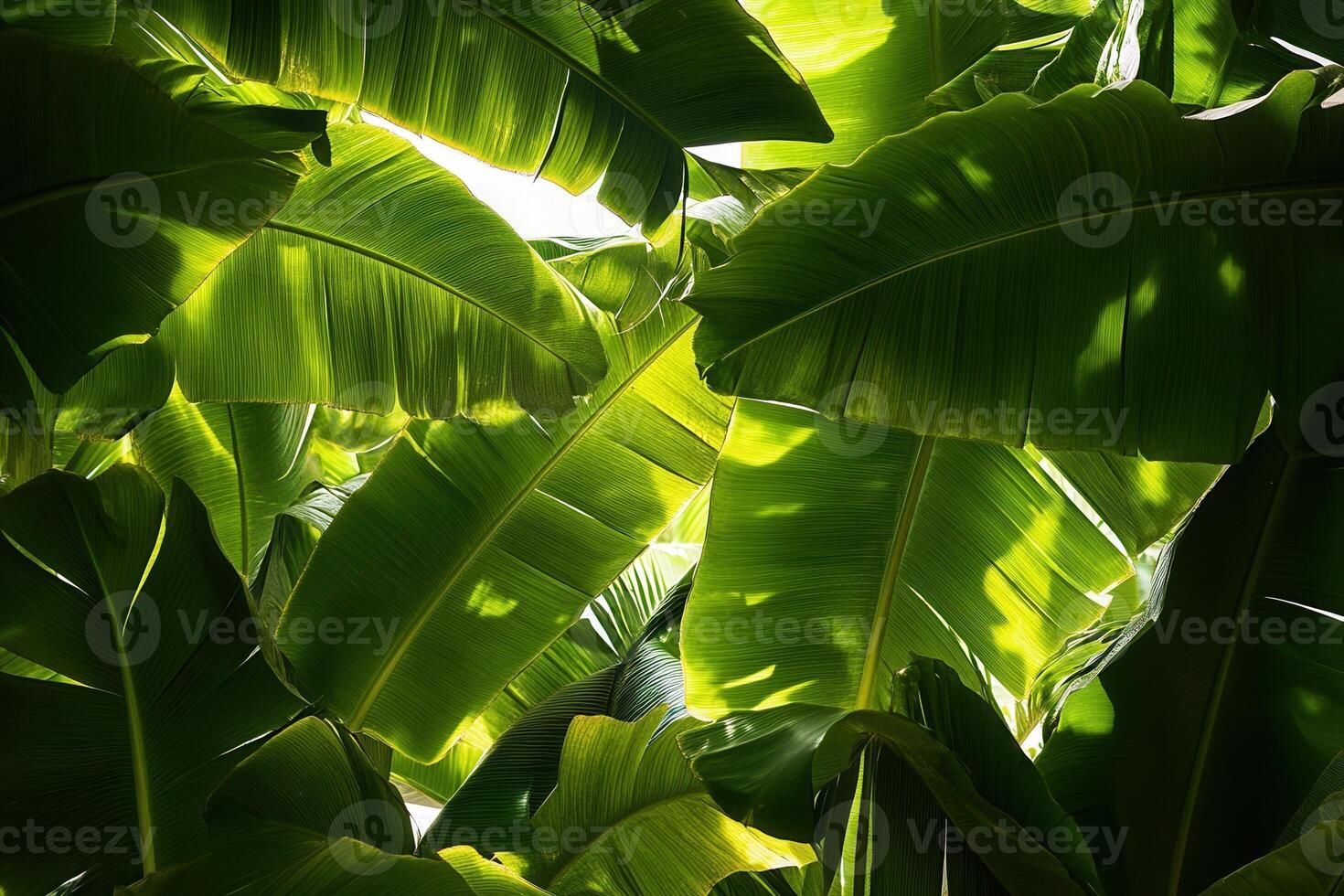 Lush green banana leaves illuminated from behind. photo