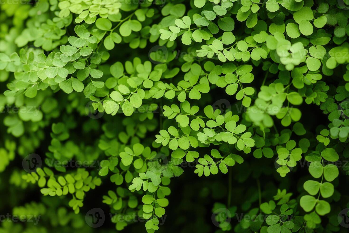 Lush green leaves creating a dense foliage backdrop. photo