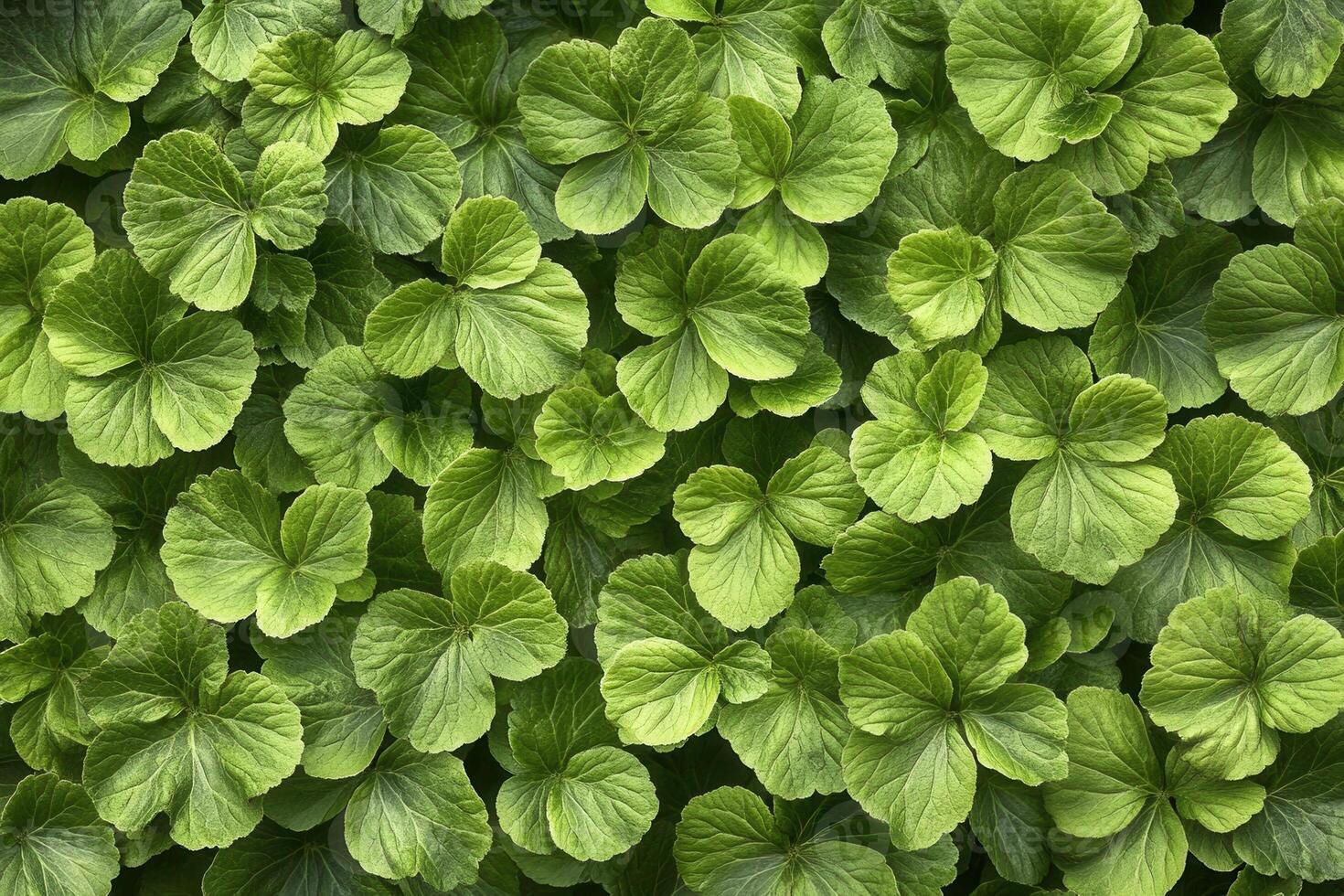 Lush green leaves creating a vibrant natural pattern. photo