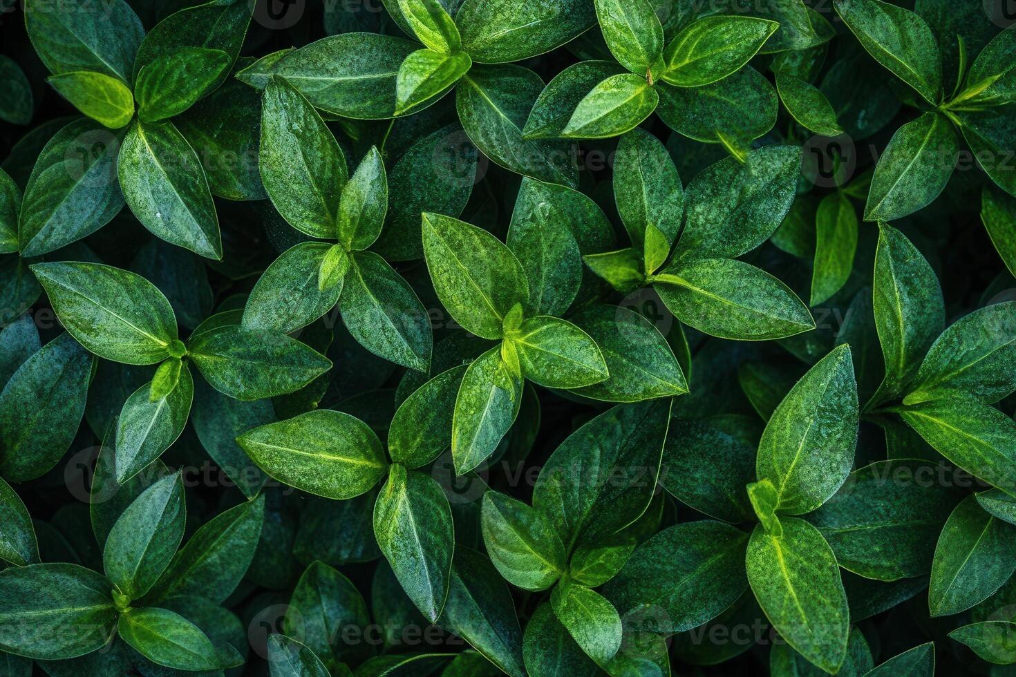 Lush green leaves densely packed together. photo