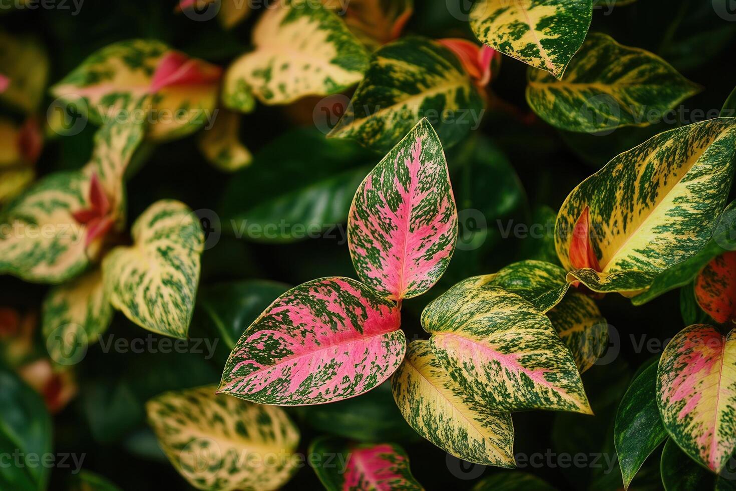 Vibrant foliage with pink and green patterned leaves. photo