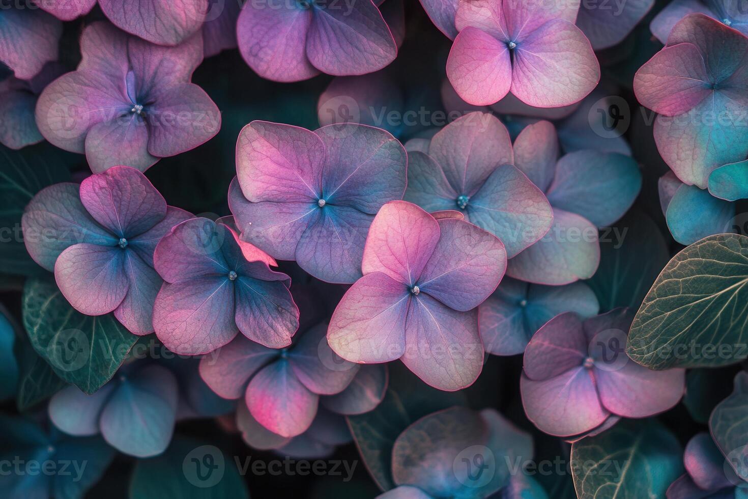 Vibrant hydrangea flowers in soft pastel hues. photo