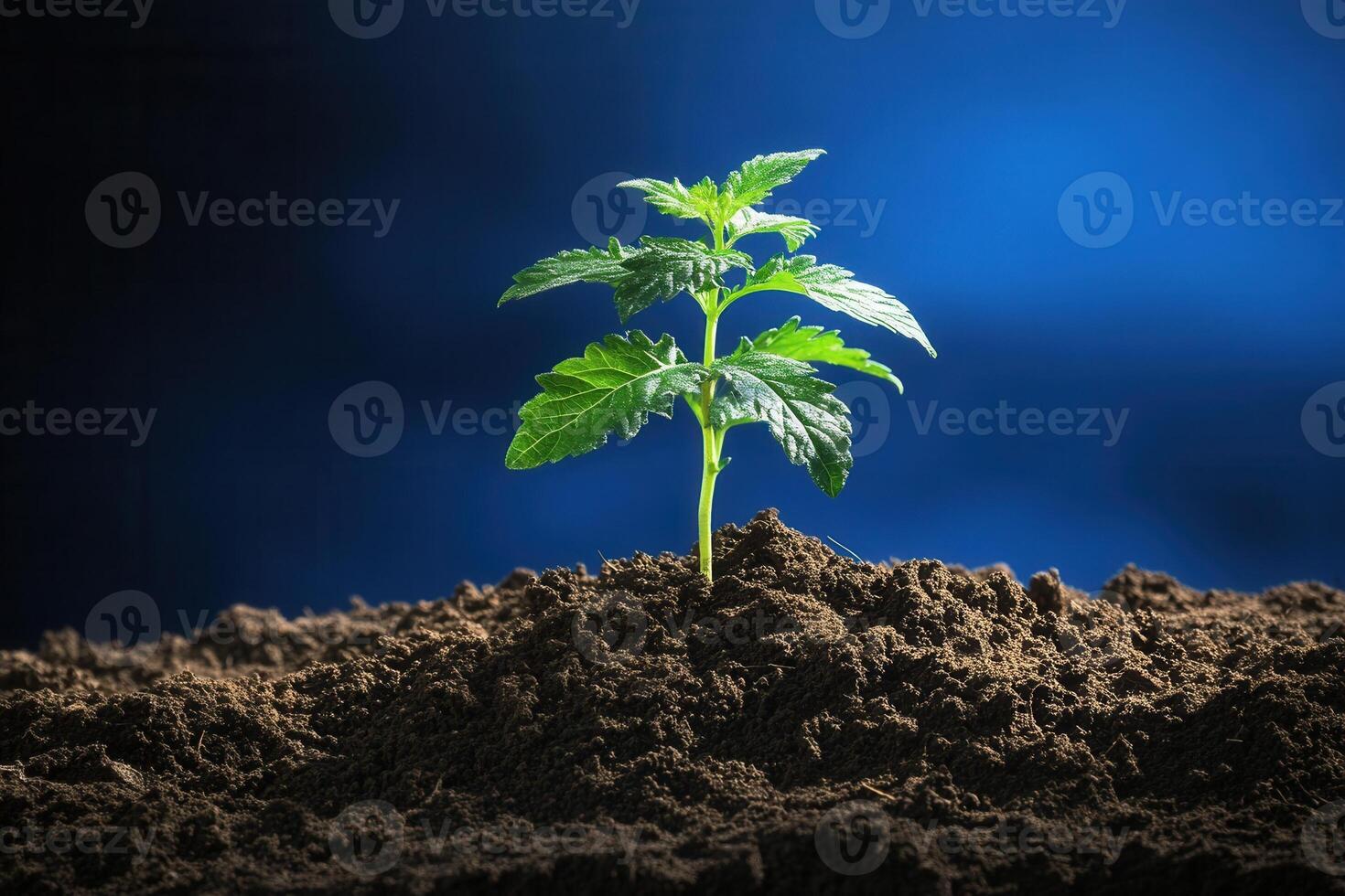 Young plant emerging from rich soil against a blue background. photo