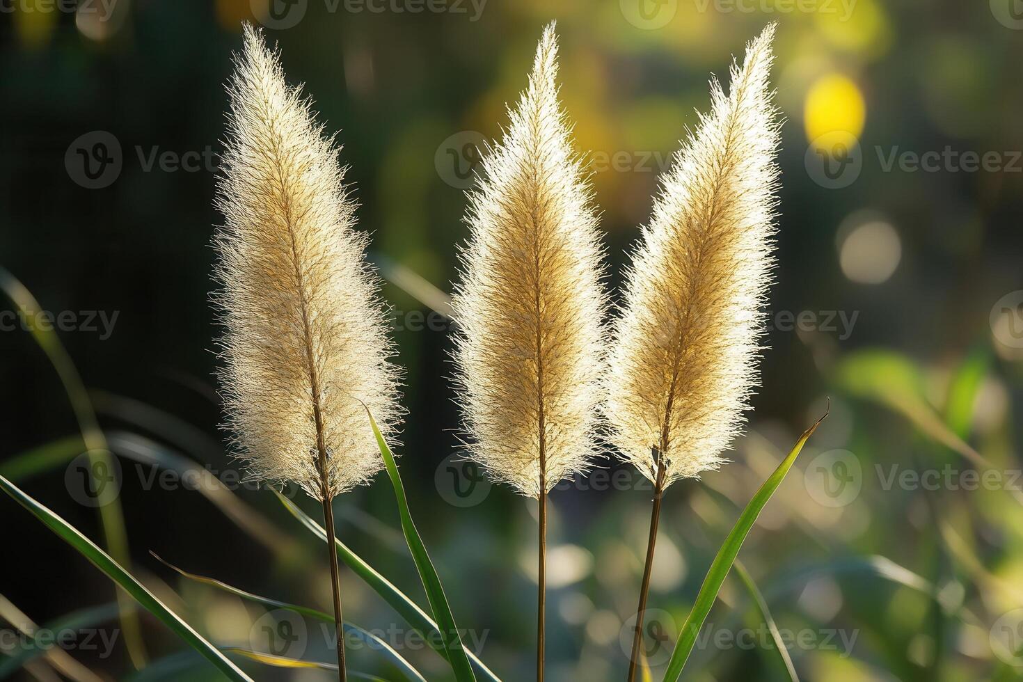 Three fluffy grass spikes illuminated by soft sunlight. photo