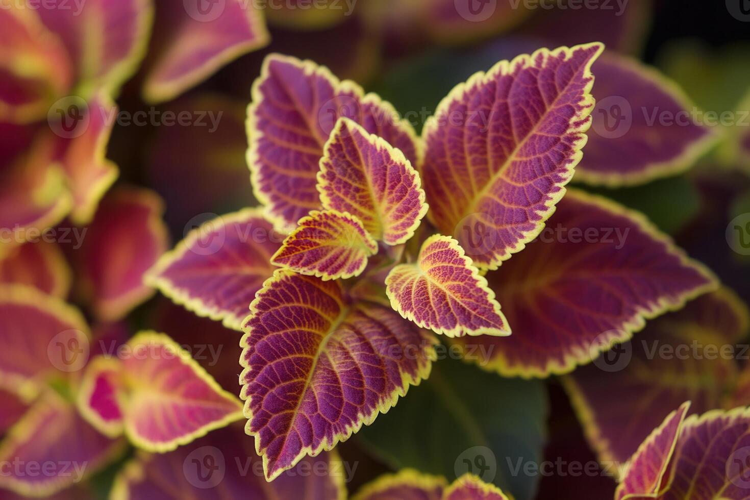 Vibrant leaves of a colorful plant with intricate patterns. photo