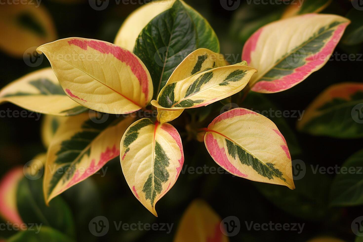Vibrant leaves with pink and green patterns. photo