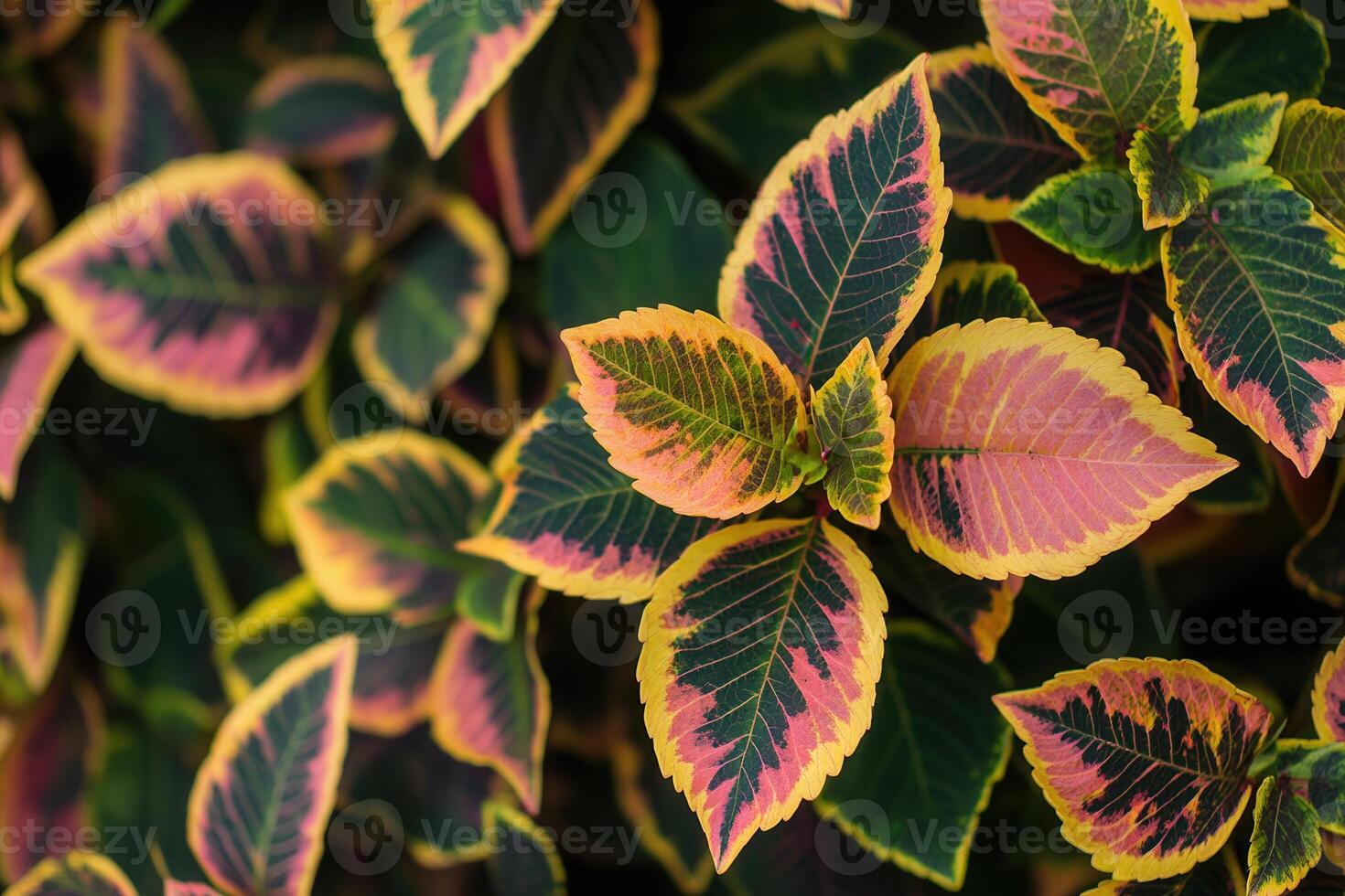 Vibrant leaves with pink and green patterns. photo