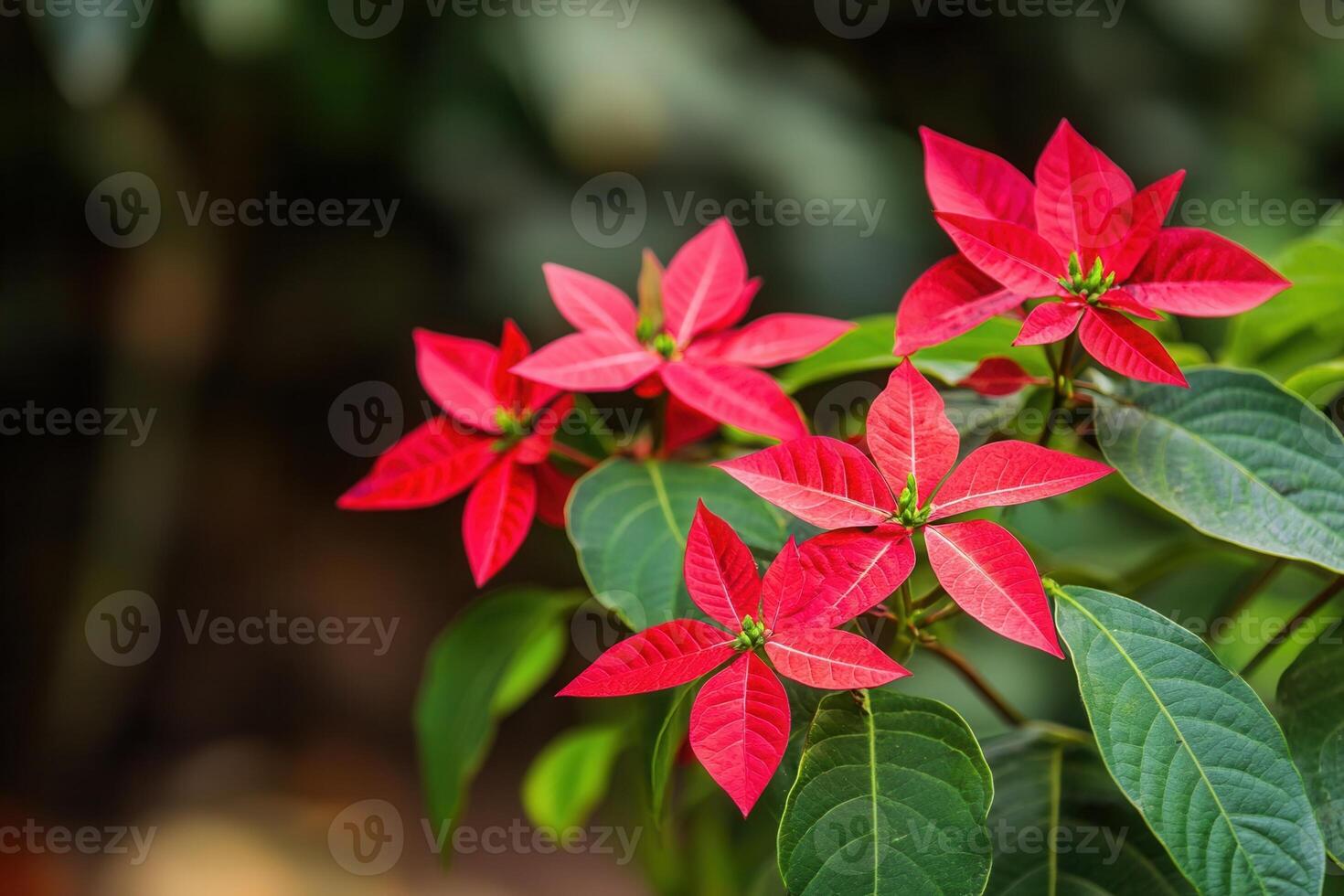 Vibrant red poinsettia flowers against a blurred background. photo