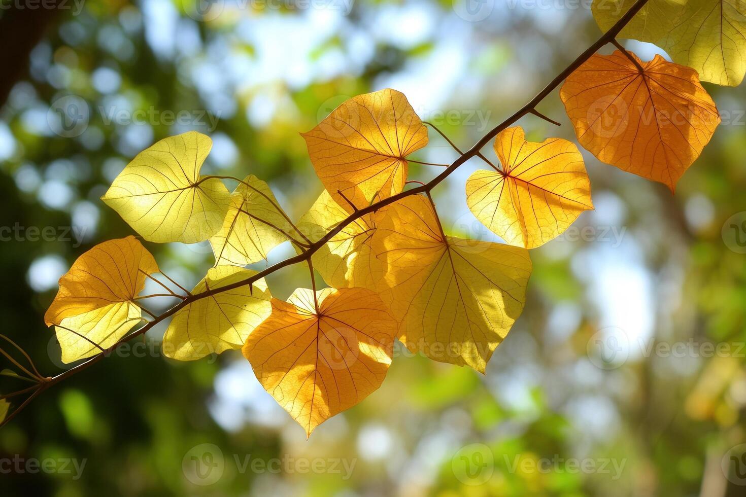 Vibrant yellow leaves on a branch against a blurred background. photo