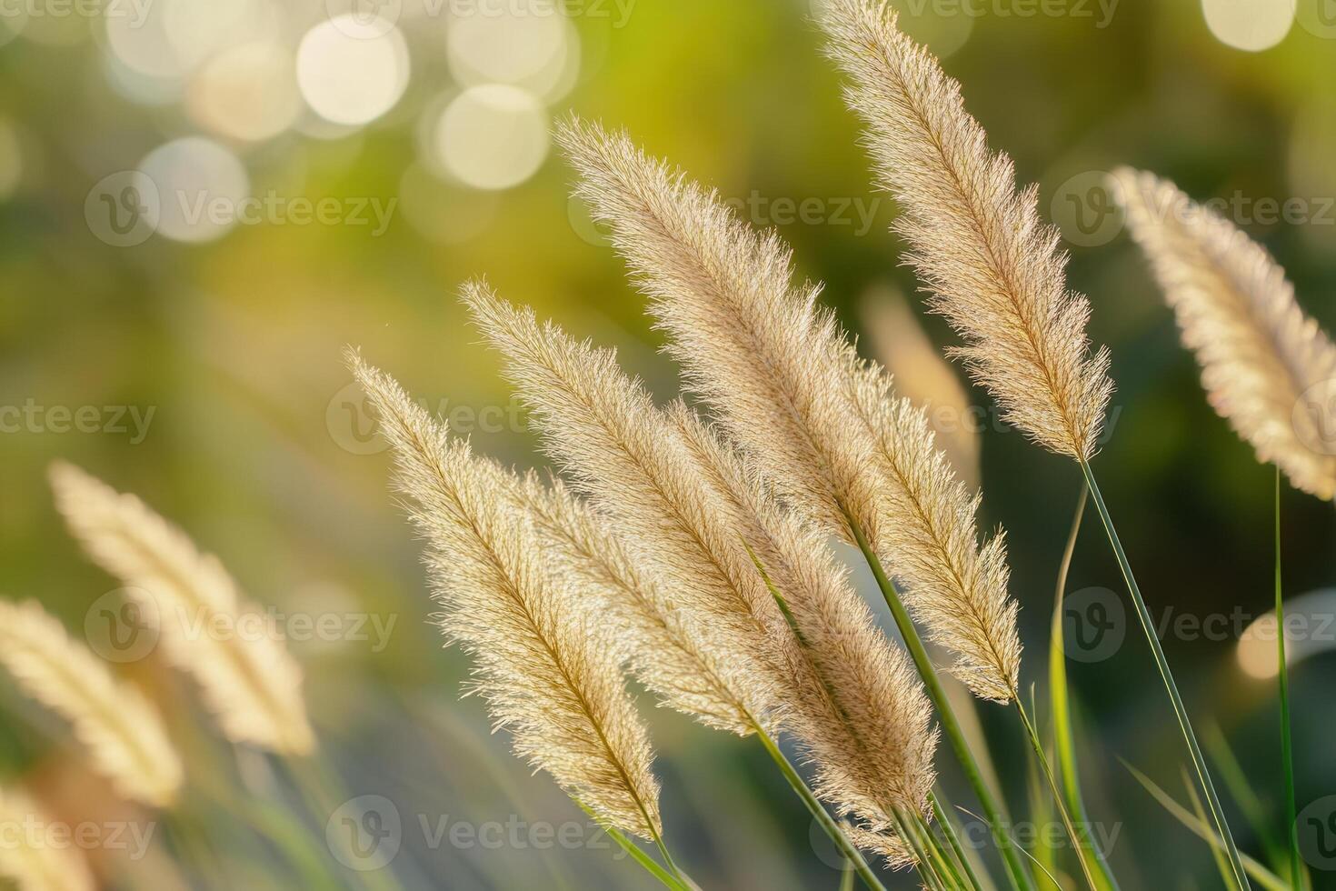 Soft pampas grass swaying in gentle sunlight. photo