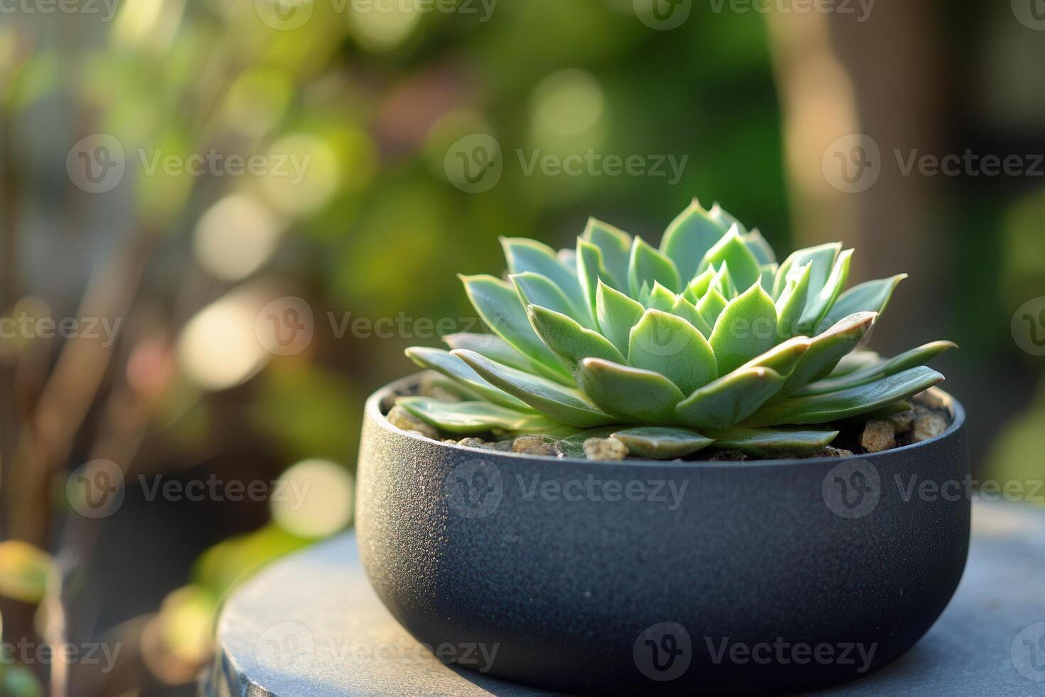 Succulent plant in a decorative pot, enhancing decor. photo