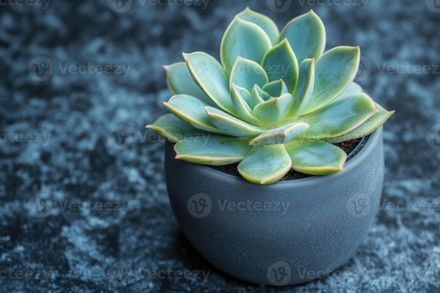 Succulent plant in a minimalist gray pot. photo
