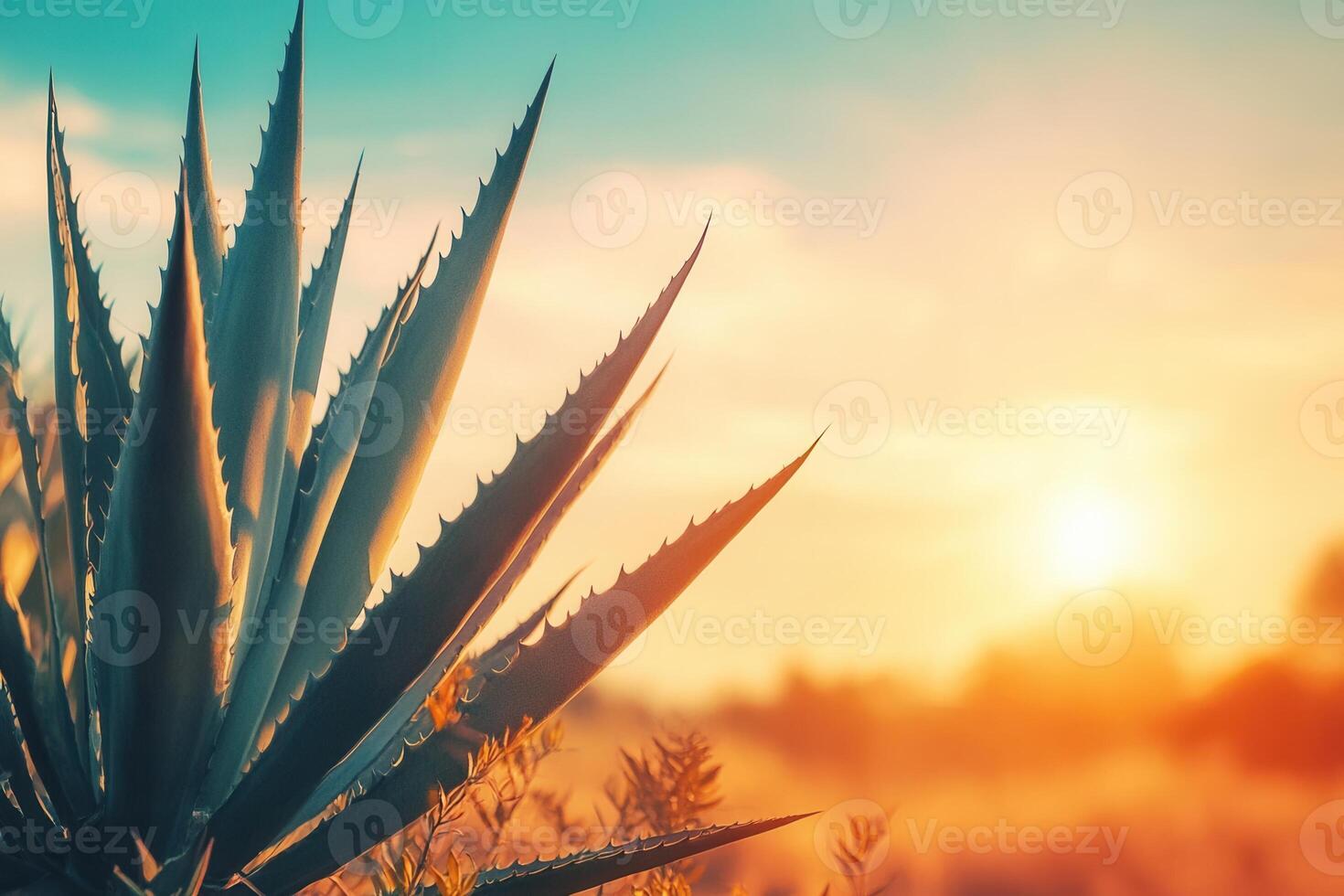 Sunset over an agave plant in a serene landscape. photo