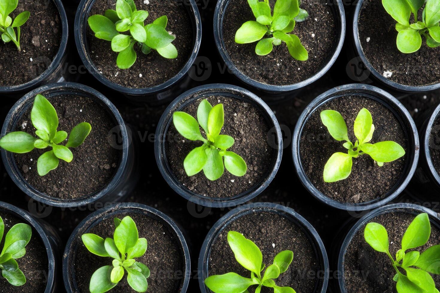Rows of small green plants in black pots with soil. photo