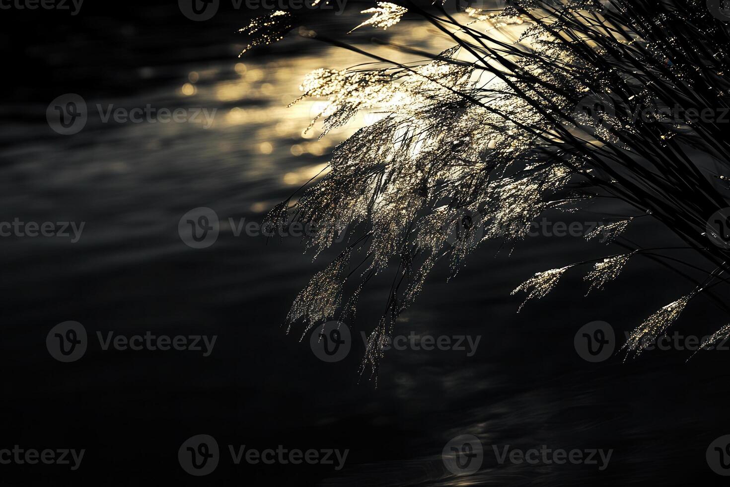 Silhouetted reeds against shimmering water at dusk. photo