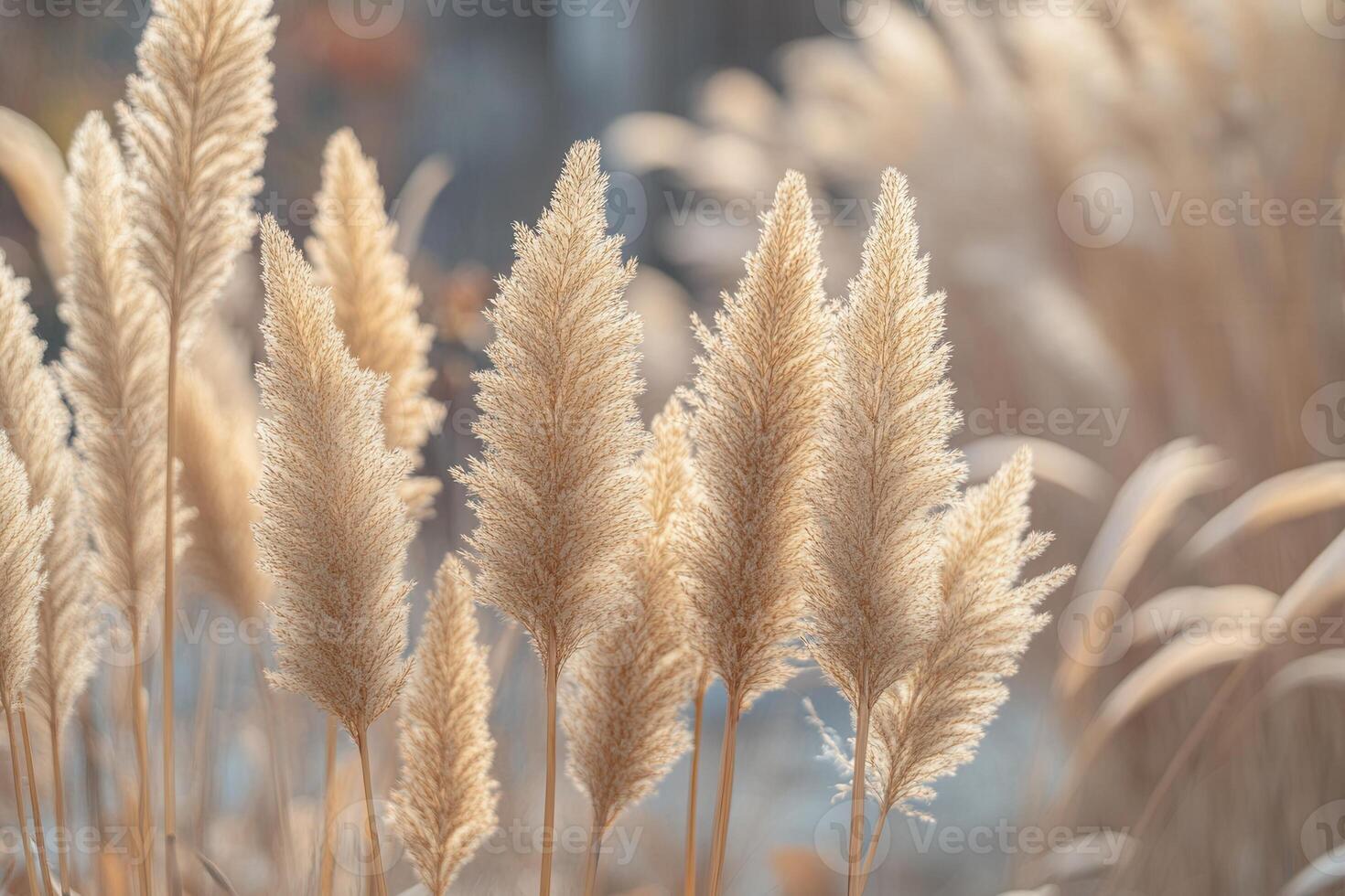 Soft golden pampas grass swaying in gentle light. photo